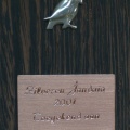 2001 onderscheiding 1 Mackowiak 