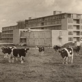 1962 Sint Barbara Ziekenhuis 1 foto Eussen-Peters