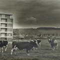 1962 St Barbara ziekenhuis 2 foto Eussen-Peters